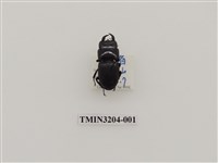 藏品(背條大鍬形蟲)的圖片